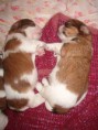 /album/inne/lady-i-gabi-small-jpg/